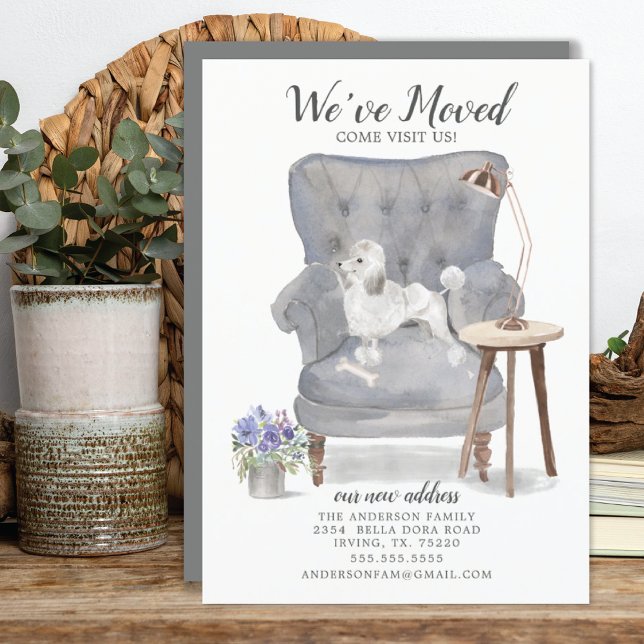 White Poodle Dog | Moving Announcement (Creator Uploaded)