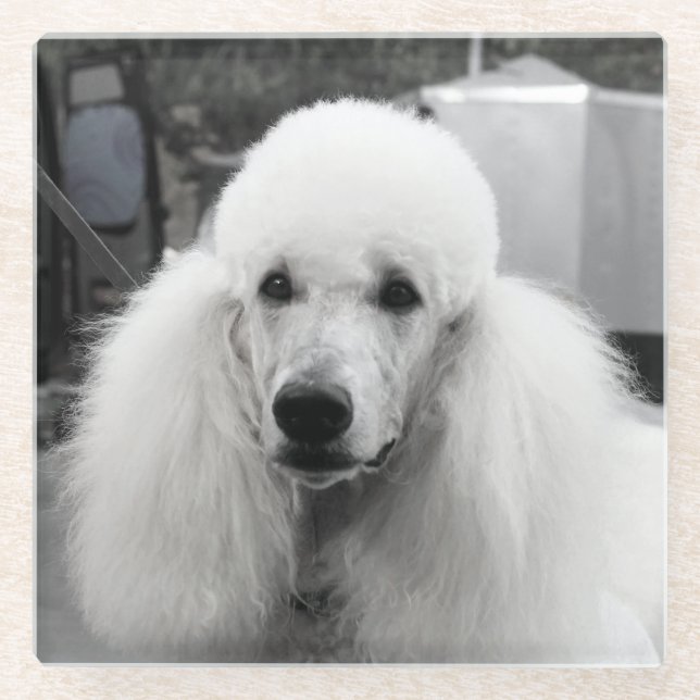 White poodle glass coaster (Front)