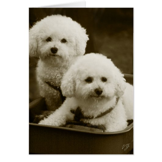 White Poodle Puppy Twins Cards (Front)
