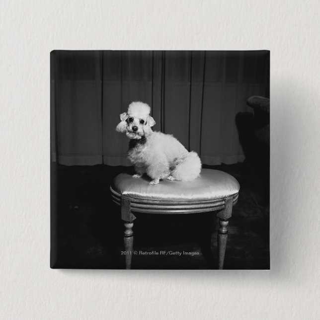 White poodle sitting on stool B&W Pinback Button (Front)