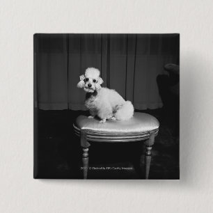 White poodle sitting on stool B&W Pinback Button