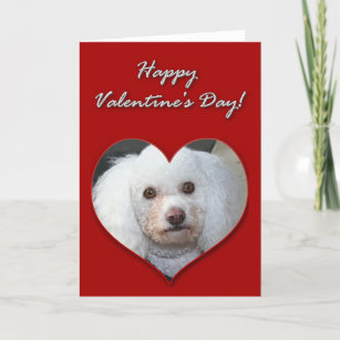 White Poodle Valentines Day Card