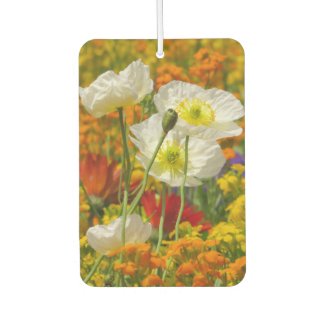 White poppies growing around the colorful flowers