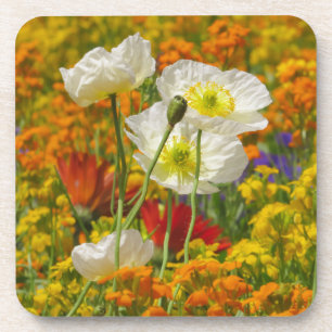 White poppies growing around the colorful flowers beverage coaster