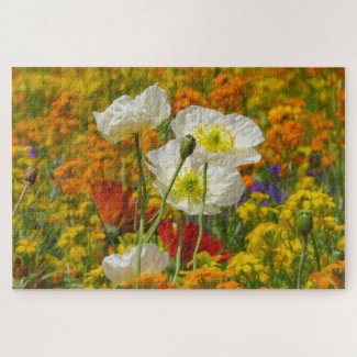 White poppies growing around the colorful flowers
