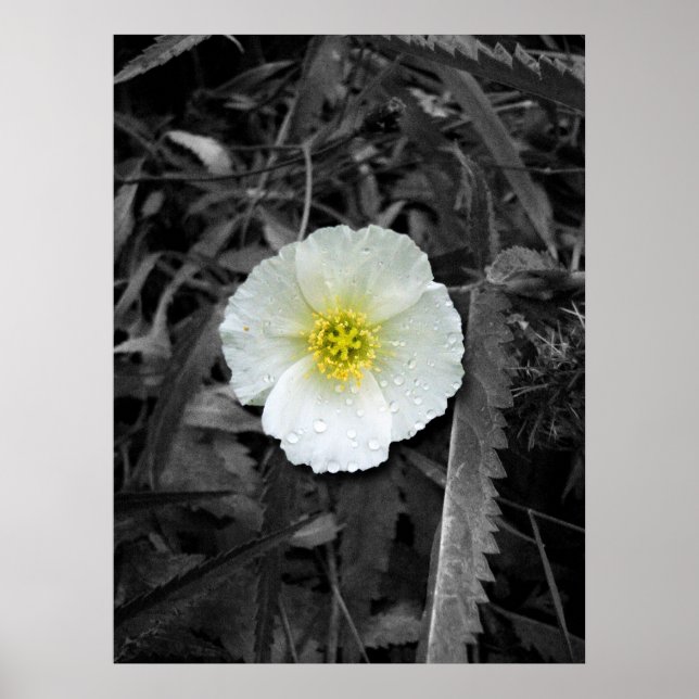 White Poppy After the Rain Poster (Front)