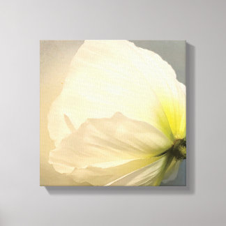 White Poppy Canvas Print