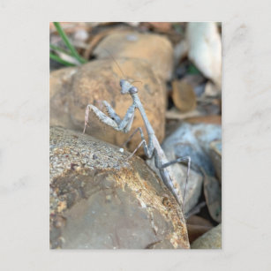 White Praying Mantis Photograph Postcard