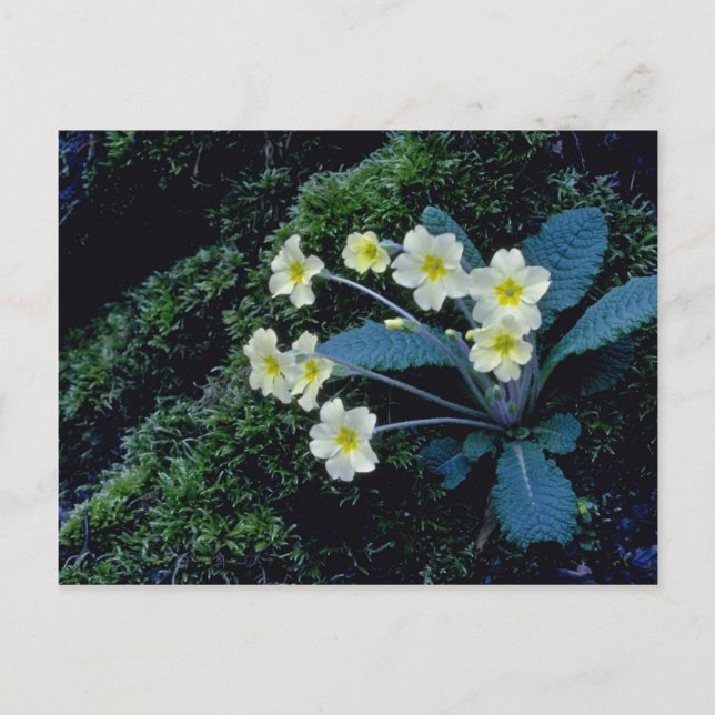 white Primrose flowers Postcard (Front)