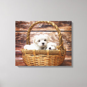 White Puppies In A Basket Canvas Print