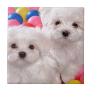 White Puppies In Colored Balls Tile