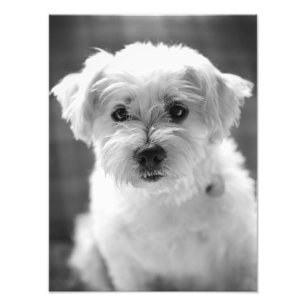 White Puppy Dog - Good Morning! Photo Print
