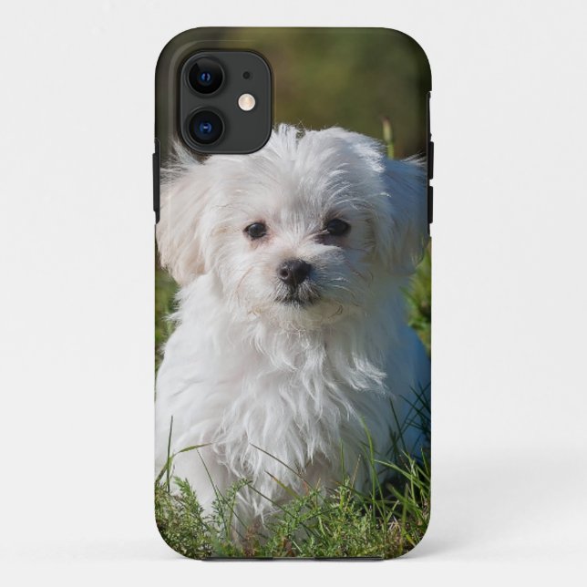 white puppy in the park Case-Mate iPhone case (Back)