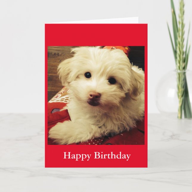 White Puppy on Red Blanket Happy Birthday card (Front)
