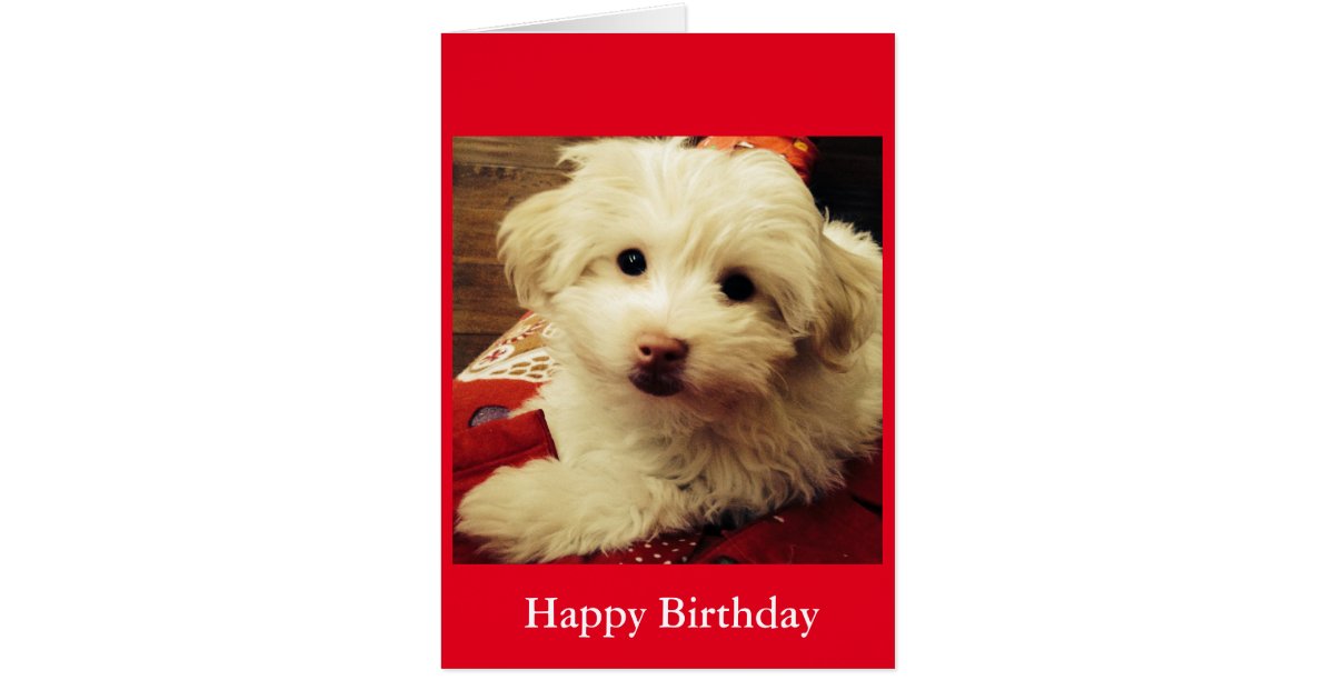White Puppy on Red Blanket Happy Birthday card | Zazzle.com