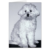 White Puppy Pose (Front)