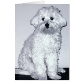 White Puppy Pose Cards