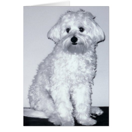White Puppy Pose Cards (Front)