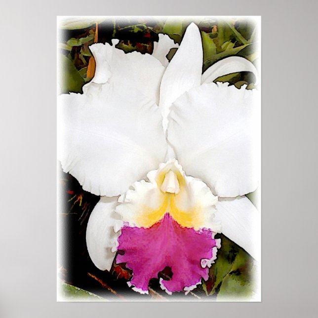 White & Purple Cattleya Orchid Poster (Front)