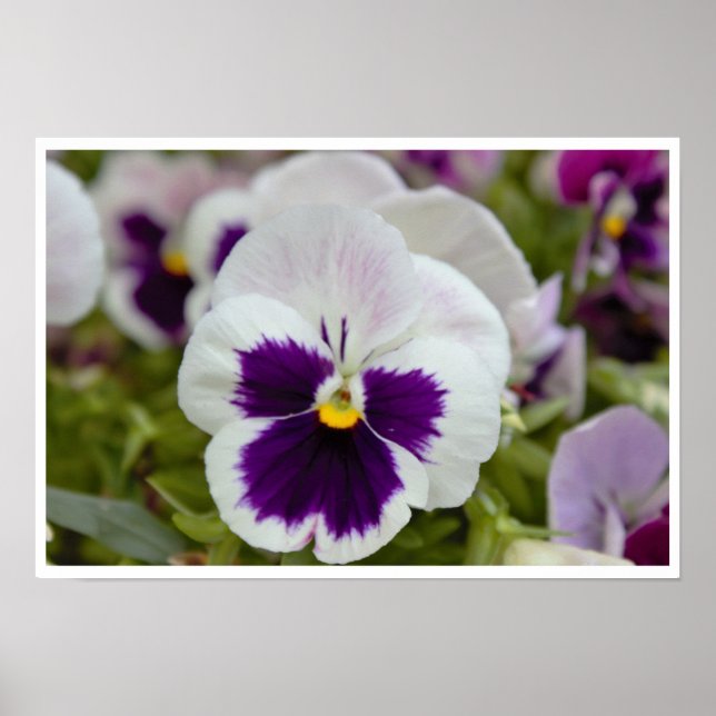 White Purple Pansy Photo Poster (Front)