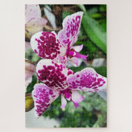 White_Purple Phalaenopsis Moth Orchids Jigsaw Puzzle