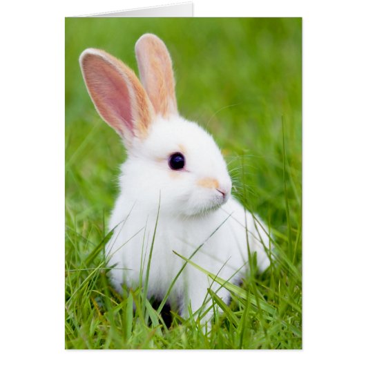 White Rabbit Cards (Front)