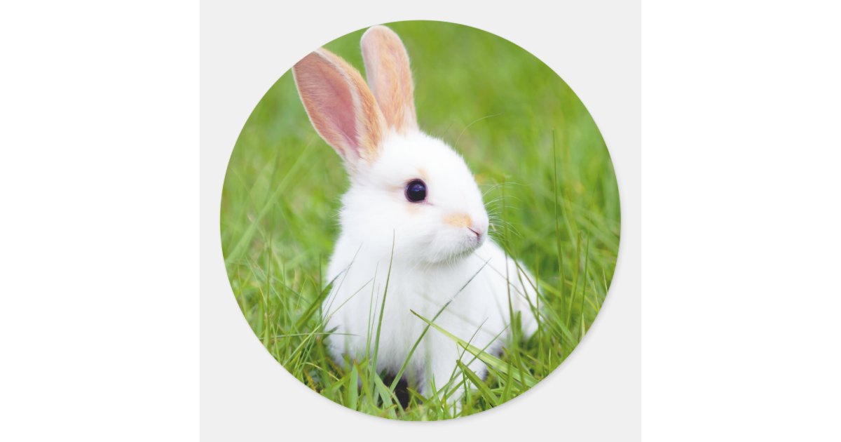 White Rabbit Classic Round Sticker | Zazzle