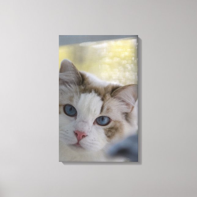 White Ragdoll Cat Wrapped Canvas Print (Front)