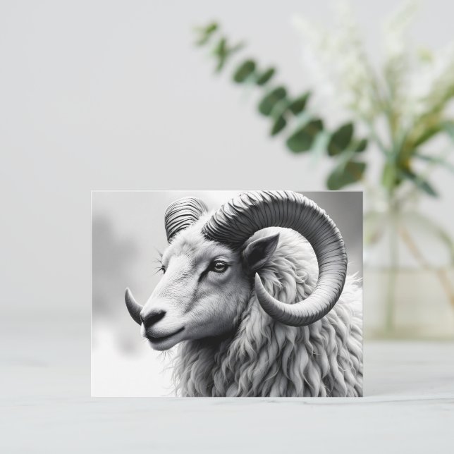White Ram in Black and White Postcard (Standing Front)