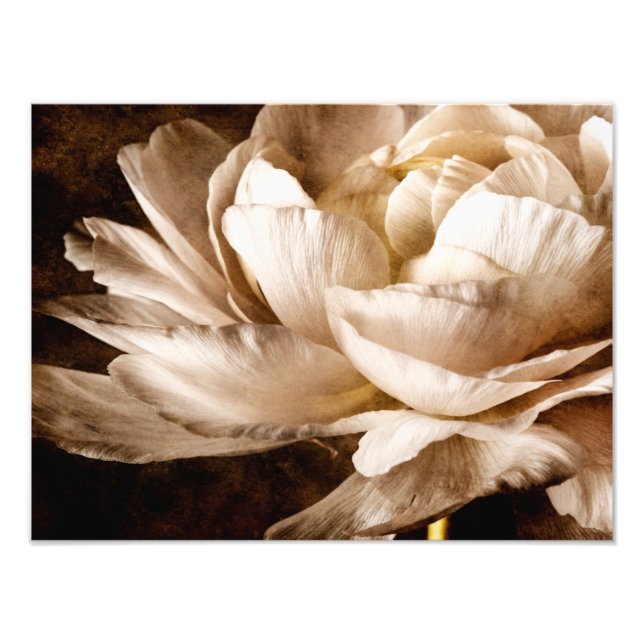 White Ranunculus Flower Sepia Black Background Photo Print (Front)