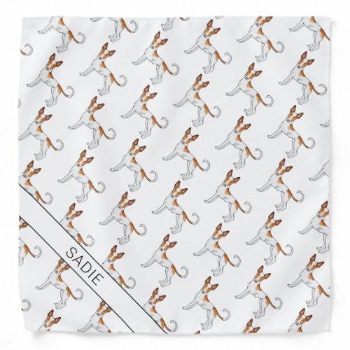 White  Red Ibizan Hound Smooth Coat Dog  Name Ba Bandana