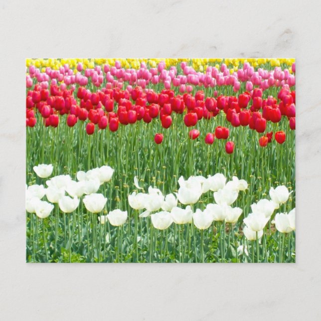 White, red & yellow tulips postcard (Front)
