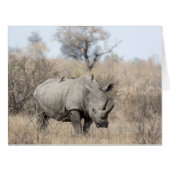 White Rhino (Front Horizontal)