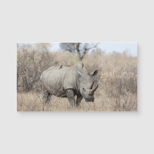 White Rhino (Front)