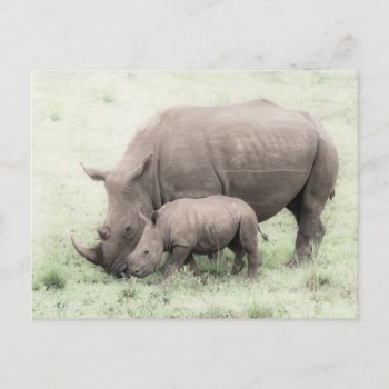 White Rhino & Baby Postcard by Winterwoodphoto at Zazzle