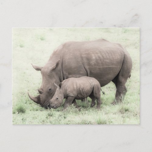 White Rhino  Baby Postcard