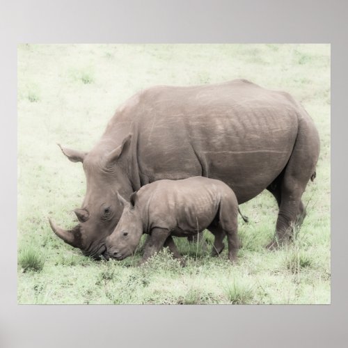 White Rhino  Baby Poster