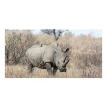 White Rhino Card