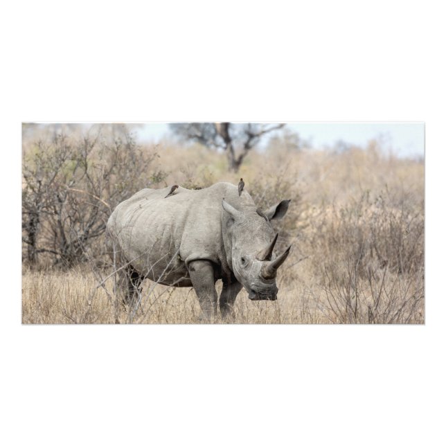 White Rhino Card (Front)