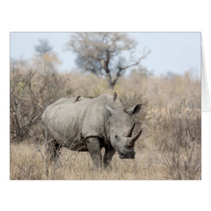 White Rhino Cards