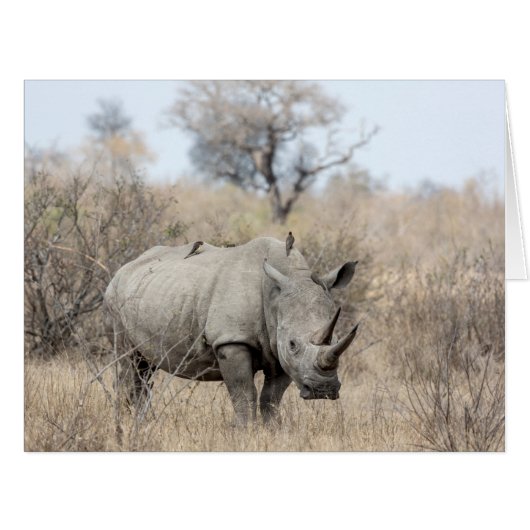 White Rhino Cards (Front Horizontal)