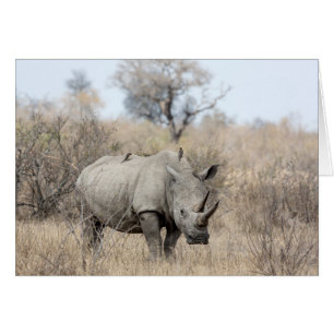 White Rhino Cards