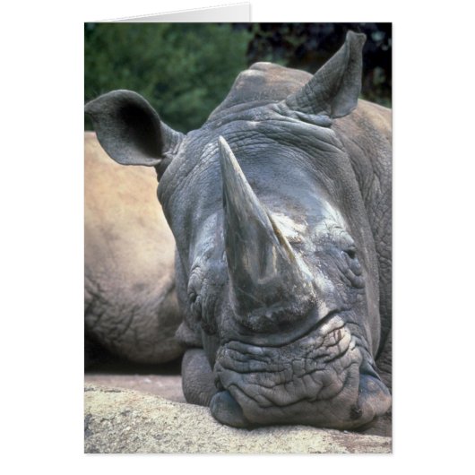 White Rhino Cards (Front)
