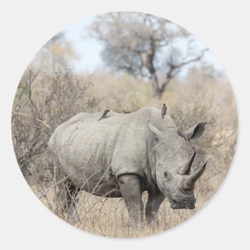 White Rhino Classic Round Sticker