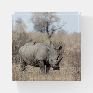 White Rhino Paperweight