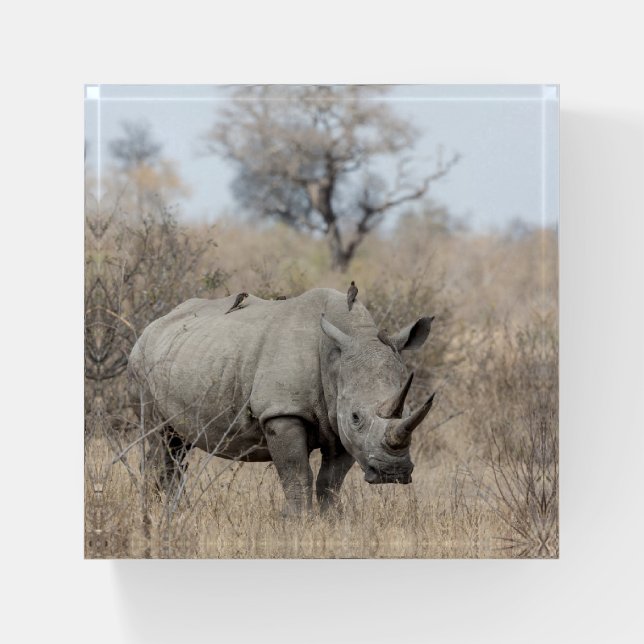 White Rhino Paperweight (Front)