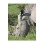 White Rhino Postcard