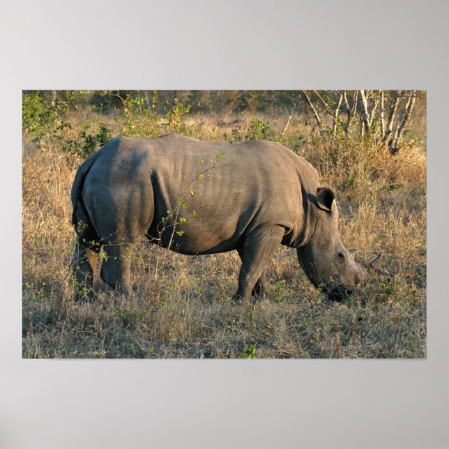 White Rhino Poster (Front)
