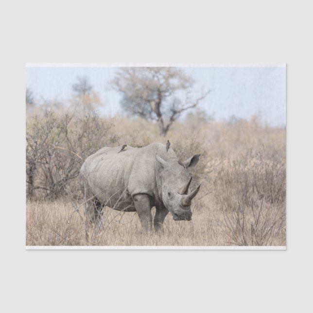 White Rhino Tissue Paper (Front)