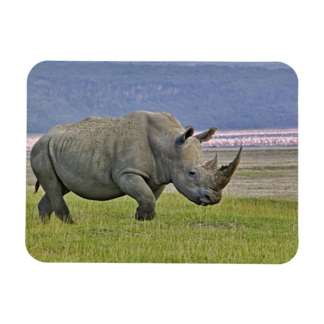 White Rhinoceros and distant Lesser Flamingos, Magnet (Horizontal)